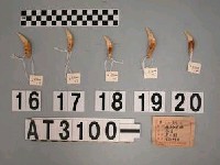 藏品(獸牙)的圖片